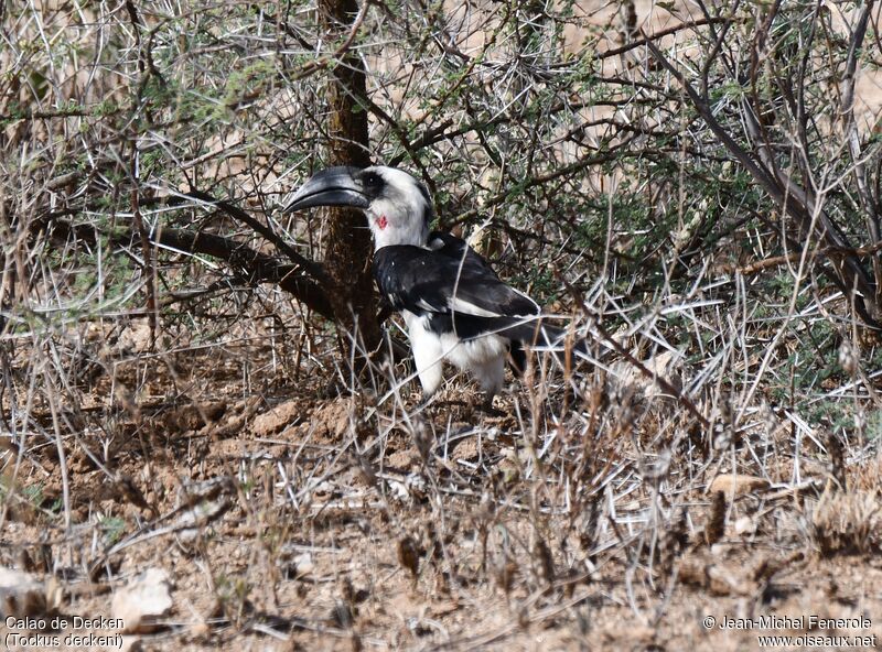 Von der Decken's Hornbill female