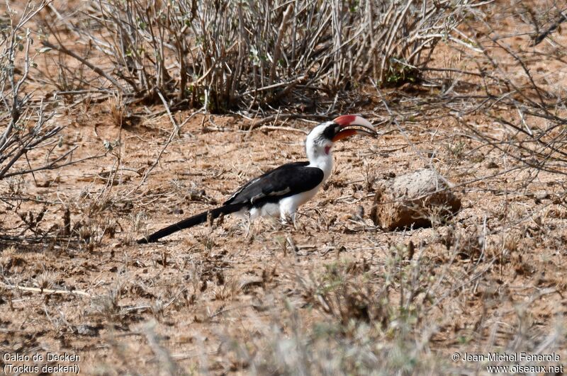 Von der Decken's Hornbill male