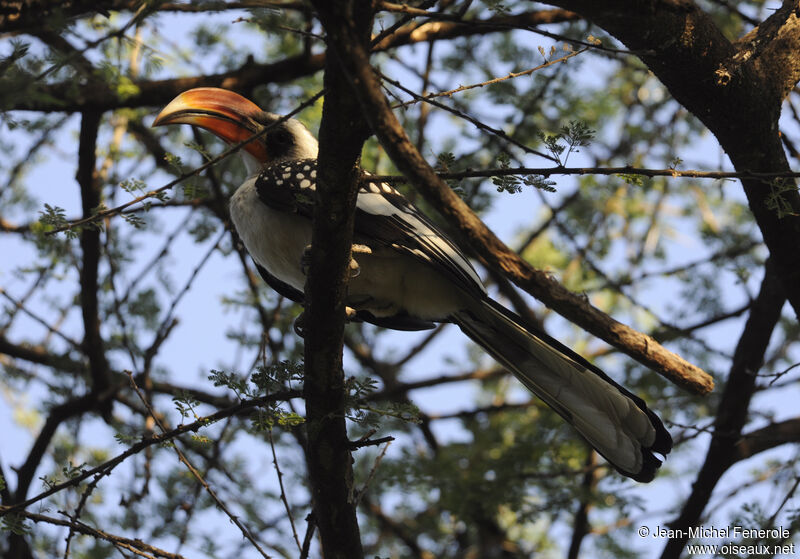 Jackson's Hornbill male adult