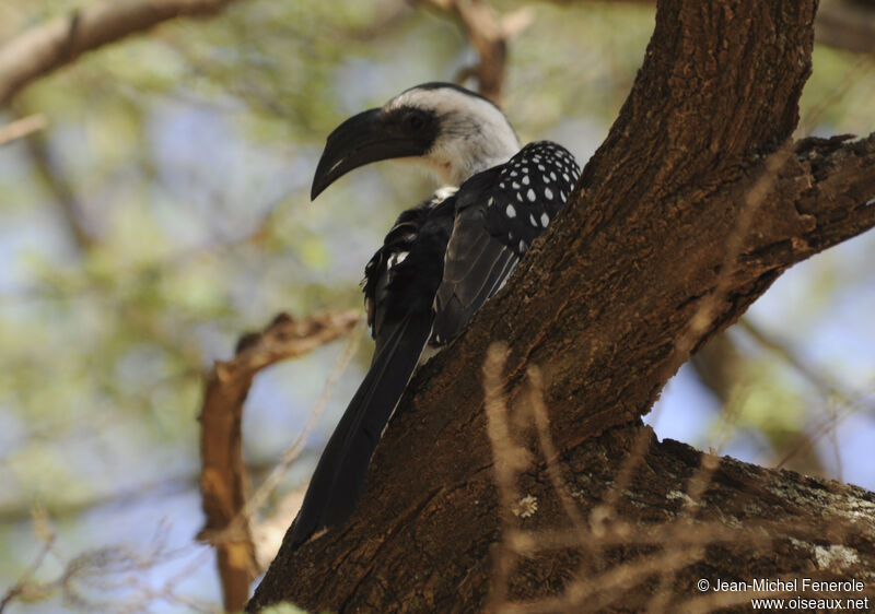 Jackson's Hornbill female adult