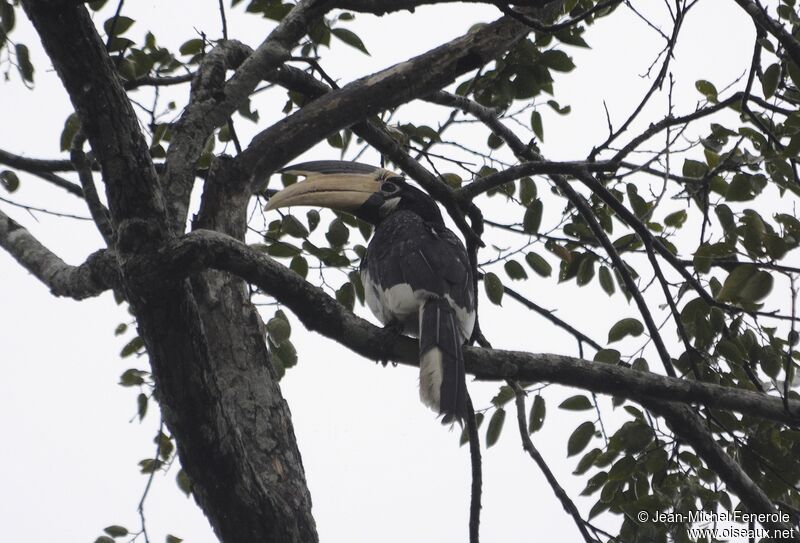 Malabar Pied Hornbill female adult