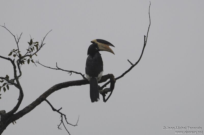 Malabar Pied Hornbill male adult