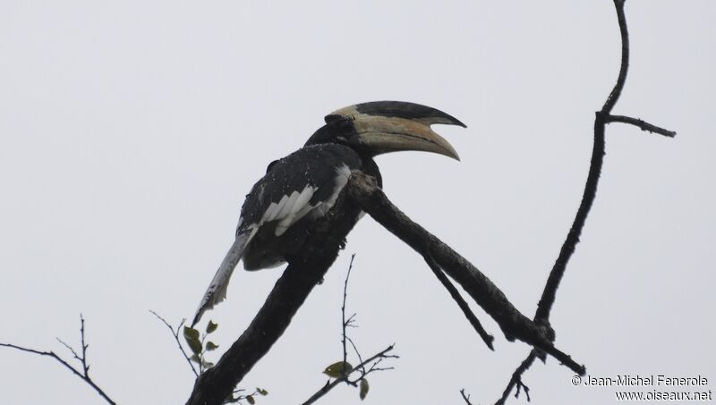 Malabar Pied Hornbill male adult, identification