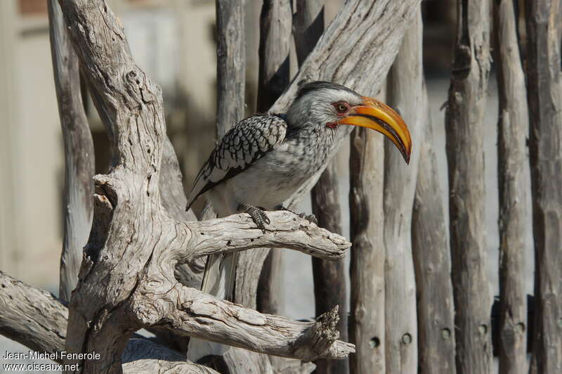 Southern Yellow-billed Hornbilladult