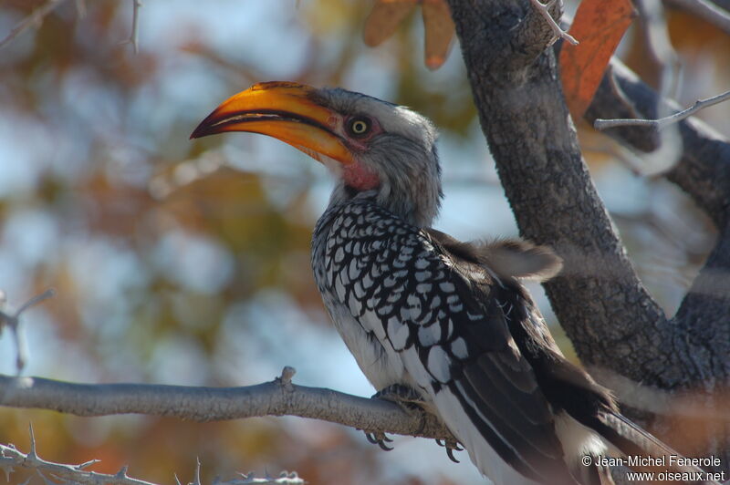 Southern Yellow-billed Hornbill, identification