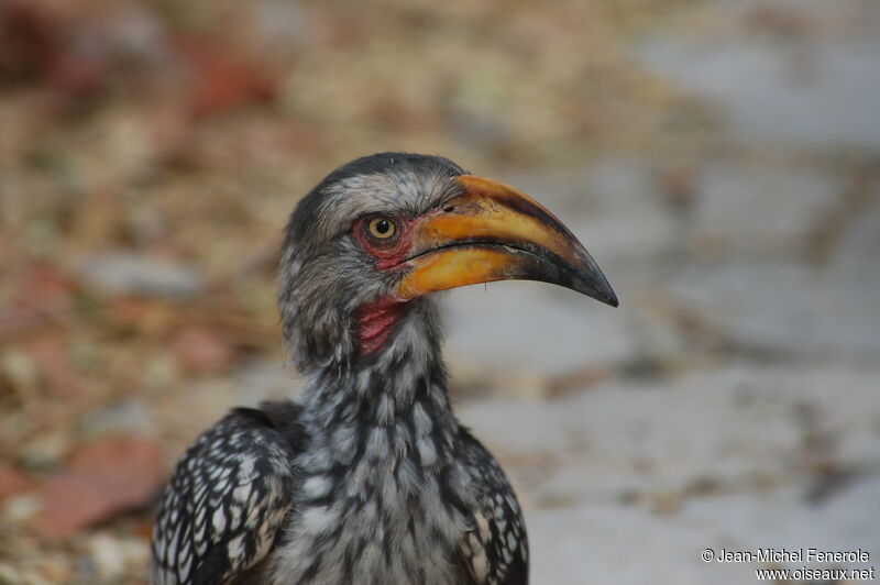 Southern Yellow-billed Hornbill