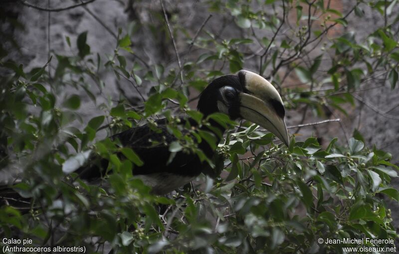 Oriental Pied Hornbill female