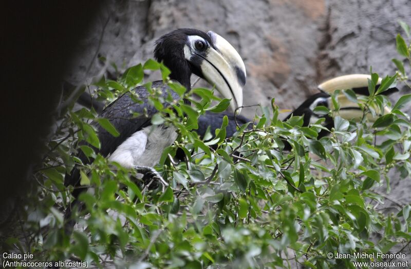 Oriental Pied Hornbill