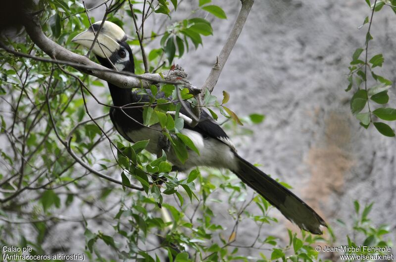 Oriental Pied Hornbill