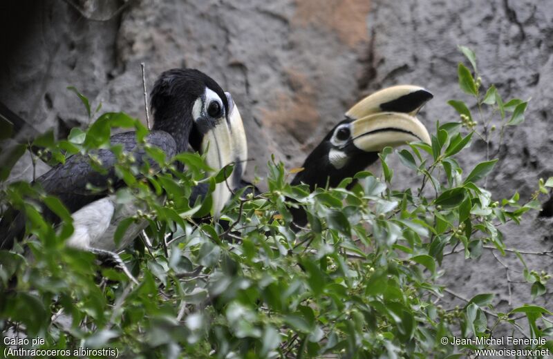 Oriental Pied Hornbill