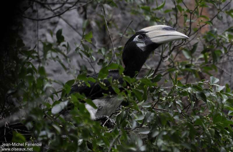 Oriental Pied Hornbill female adult