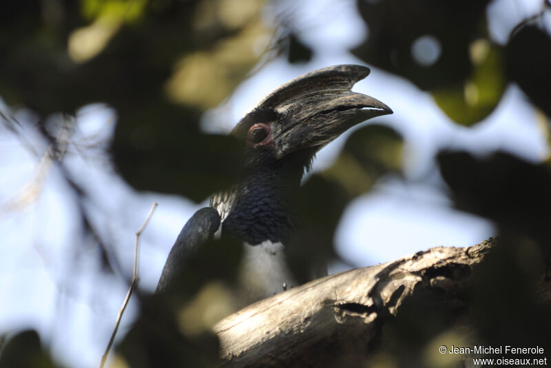 Trumpeter Hornbill male adult