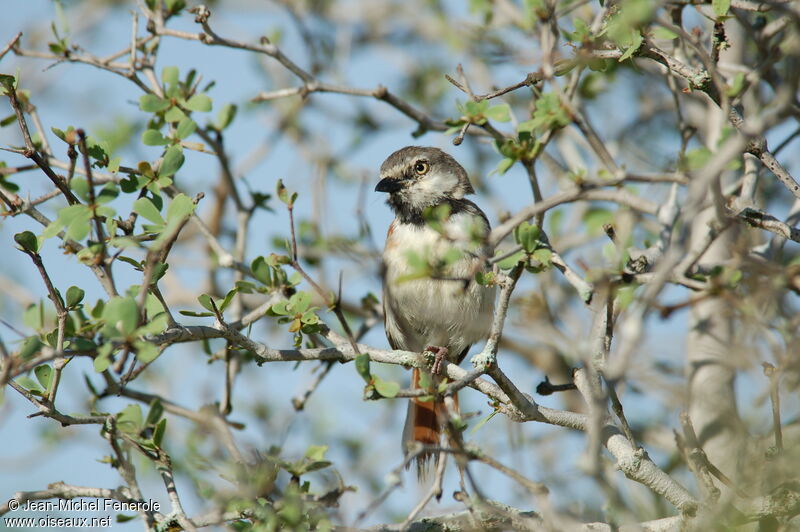 Red-shouldered Vanga male adult