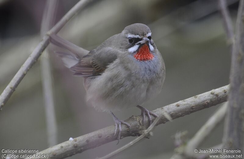 Siberian Rubythroat (beicki)