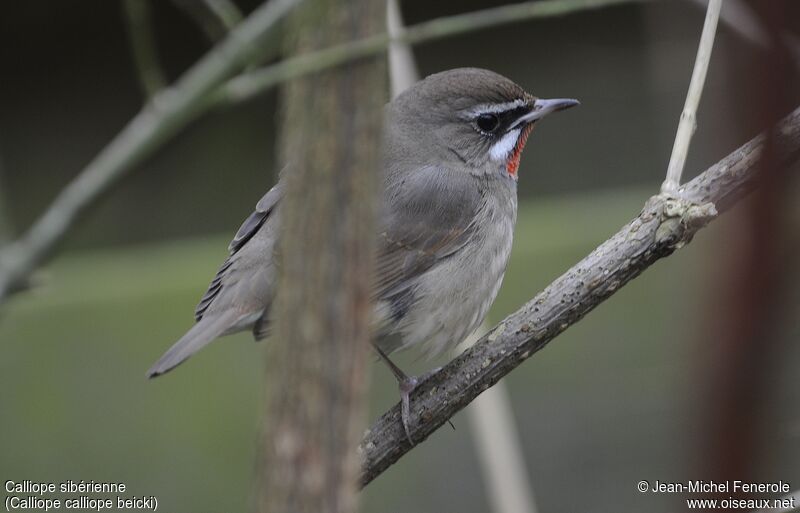 Siberian Rubythroat (beicki) male adult