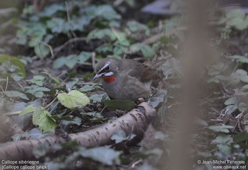 Siberian Rubythroat (beicki)