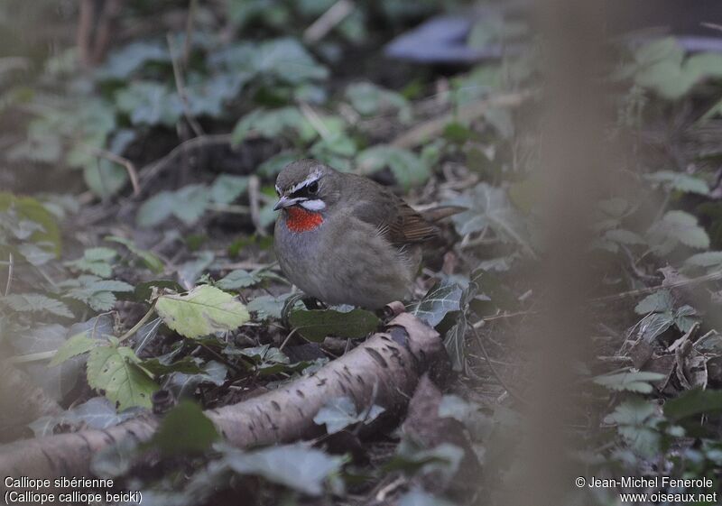 Siberian Rubythroat (beicki)