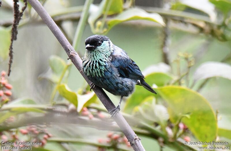 Black-capped Tanager