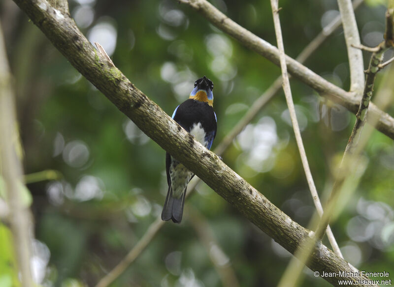 Golden-hooded Tanager