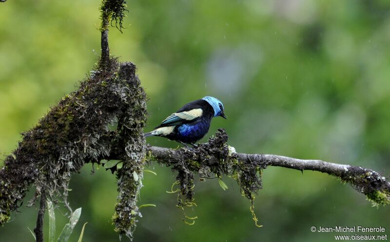 Blue-necked Tanageradult