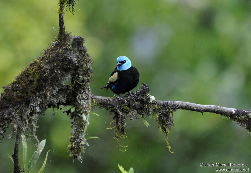 Blue-necked Tanager