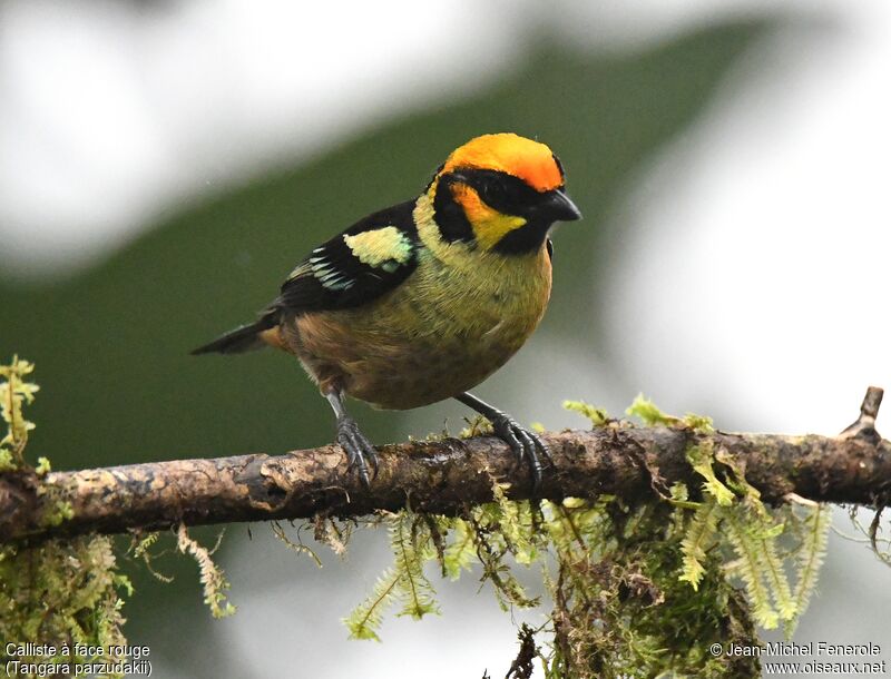 Flame-faced Tanager