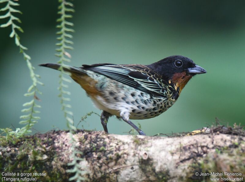 Rufous-throated Tanageradult, identification