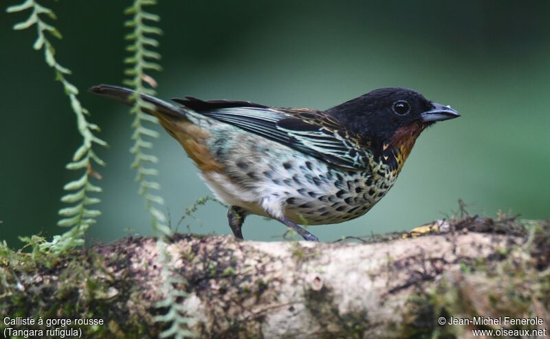 Rufous-throated Tanager