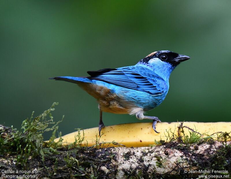 Golden-naped Tanager