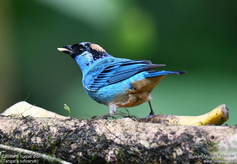 Golden-naped Tanager