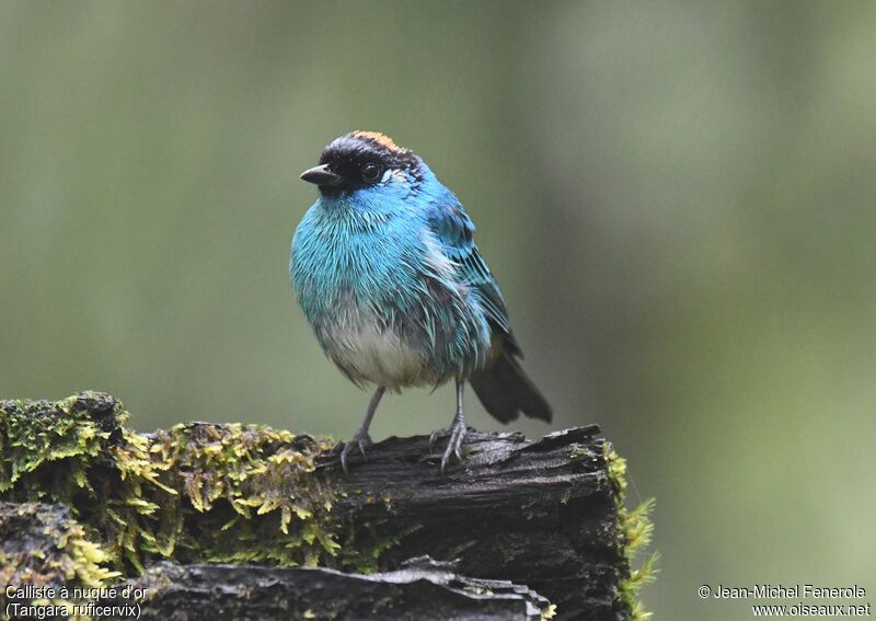 Golden-naped Tanager