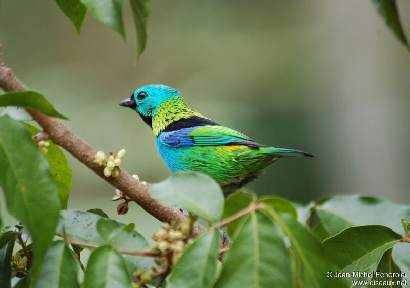 Green-headed Tanager