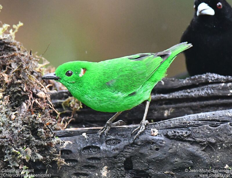 Calliste étincelantadulte, identification