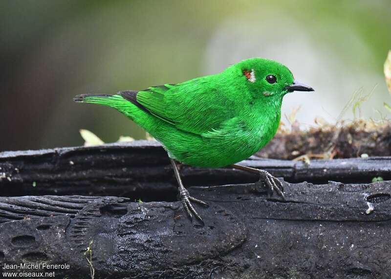 Glistening-green Tanageradult, identification