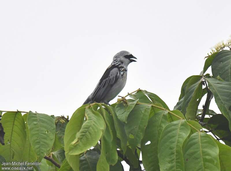 Grey-and-gold Tanageradult