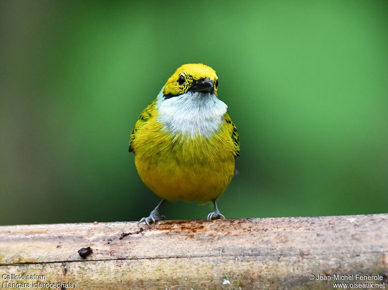 Silver-throated Tanager