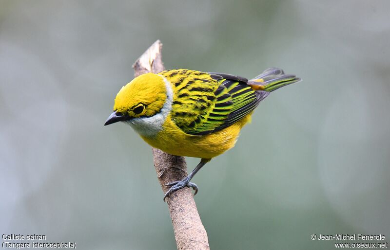 Silver-throated Tanager