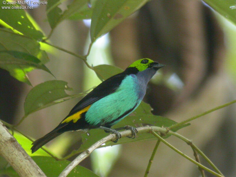 Paradise Tanager