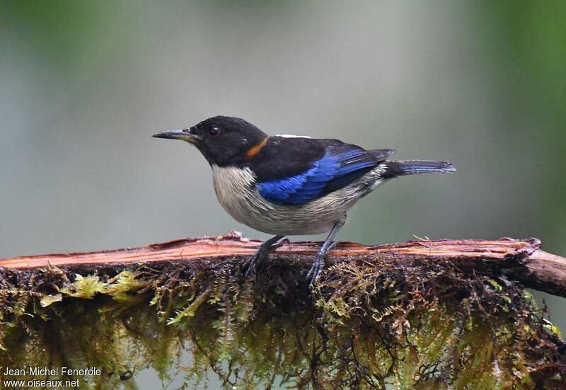 Golden-collared Honeycreeper male adult, identification