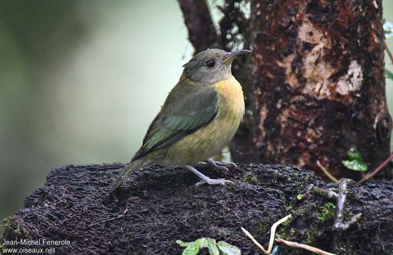 Golden-collared Honeycreeper female adult, identification