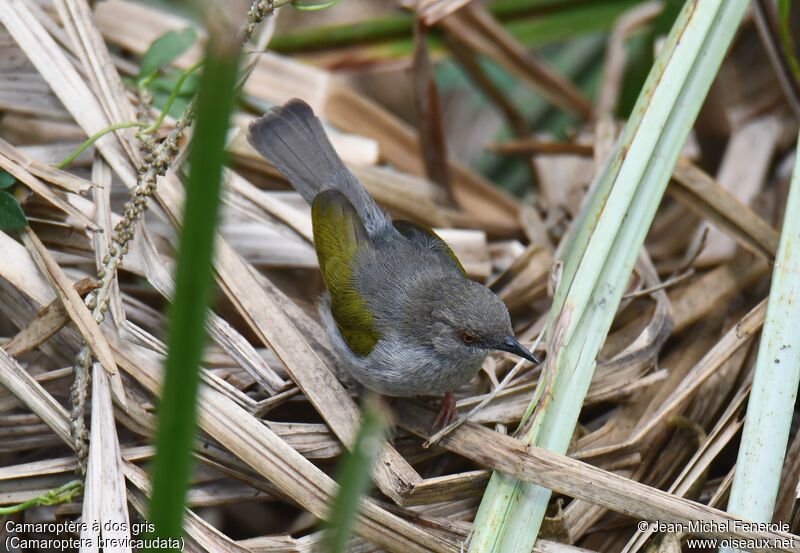 Grey-backed Camaroptera