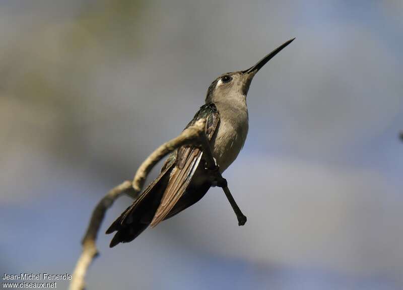 Wedge-tailed Sabrewing