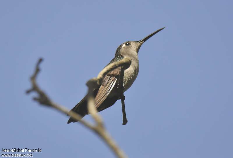 Wedge-tailed Sabrewing