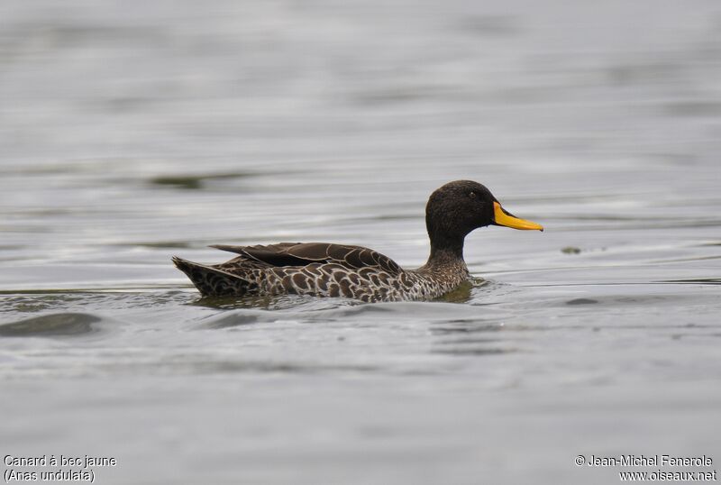 Yellow-billed Duck