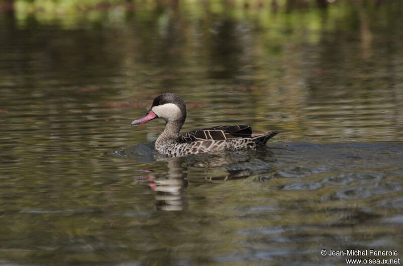 Canard à bec rouge