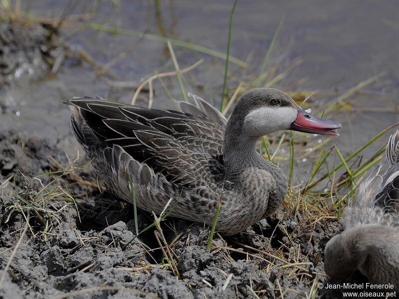 Red-billed Teal