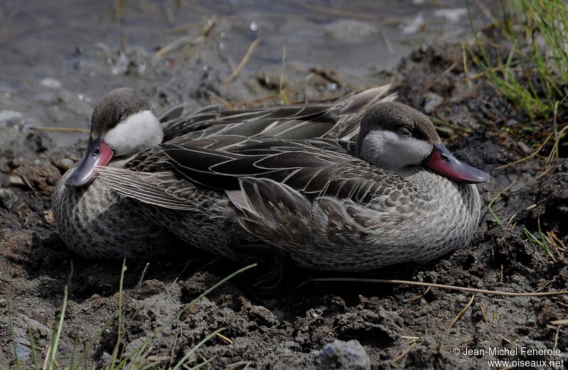 Red-billed Teal