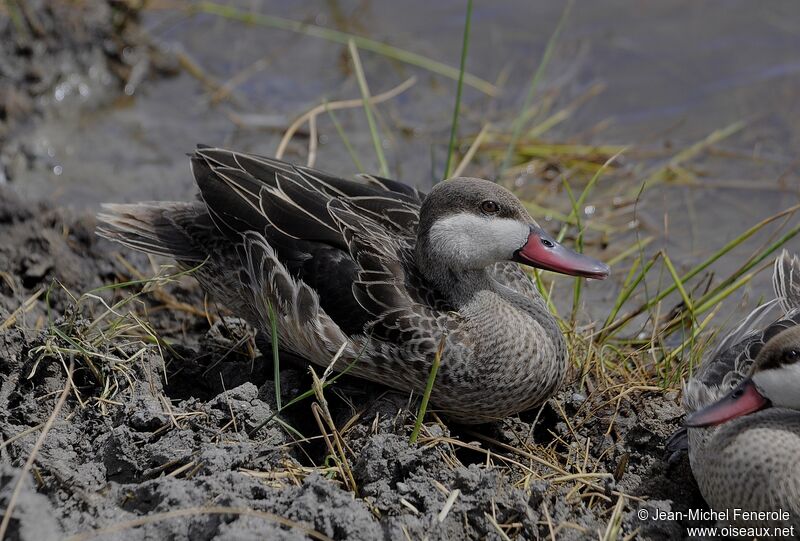 Canard à bec rouge