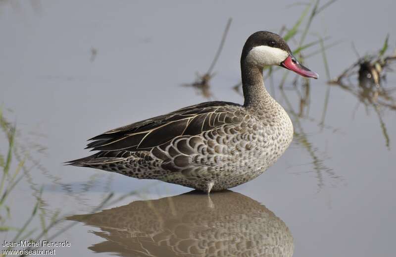 Red-billed Tealadult, pigmentation