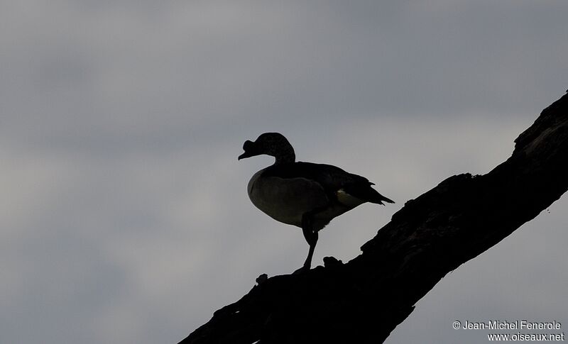 Canard à bosse